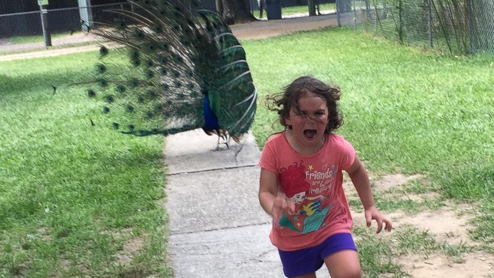 PHOTO: The Story Behind the Little Girl Running Terrified from Peacock 