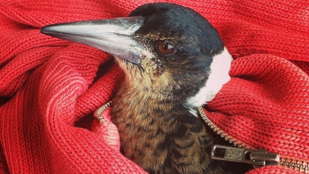 PHOTO: Penguin, the magpie bird pictured here, is considered family by Cameron Bloom, his wife and sons. 