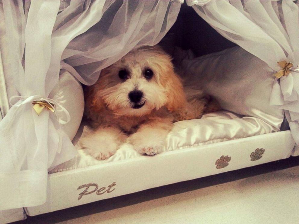 PHOTO: Brazilian company ColchÃ£o Inteligente Postural created a mattress that includes a mini-bed for your pet. 
