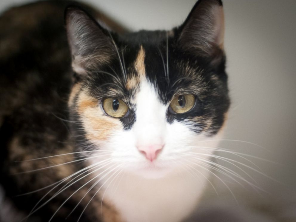 PHOTO: Tina is a 1-year-old calico cat available at Manhattan Animal Care Center.