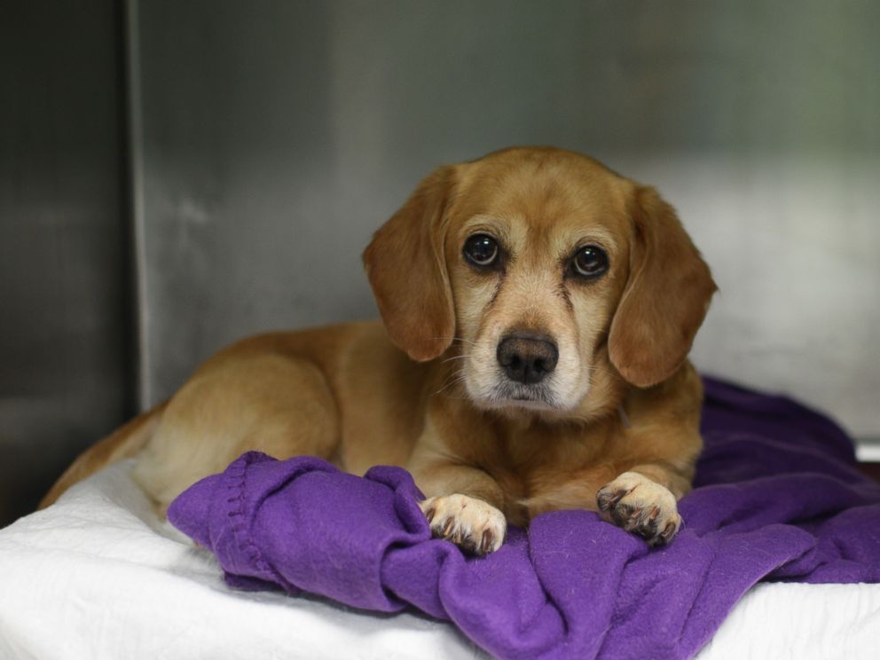 PHOTO: Buddy is a 7-year-old beagle available at Brooklyn Animal Care Center.