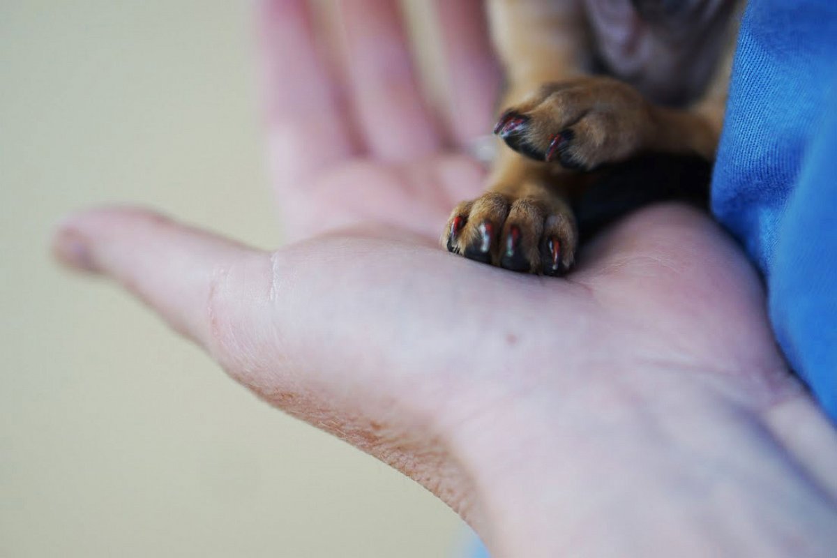 PHOTO: Pierre is a chihuahua mix with painted toe nails. The puppy is about six weeks old and weighs 2.1 pounds. 