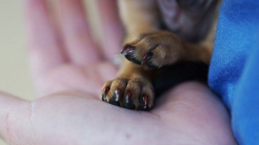 PHOTO: Pierre is a chihuahua mix with painted toe nails. The puppy is about six weeks old and weighs 2.1 pounds. 