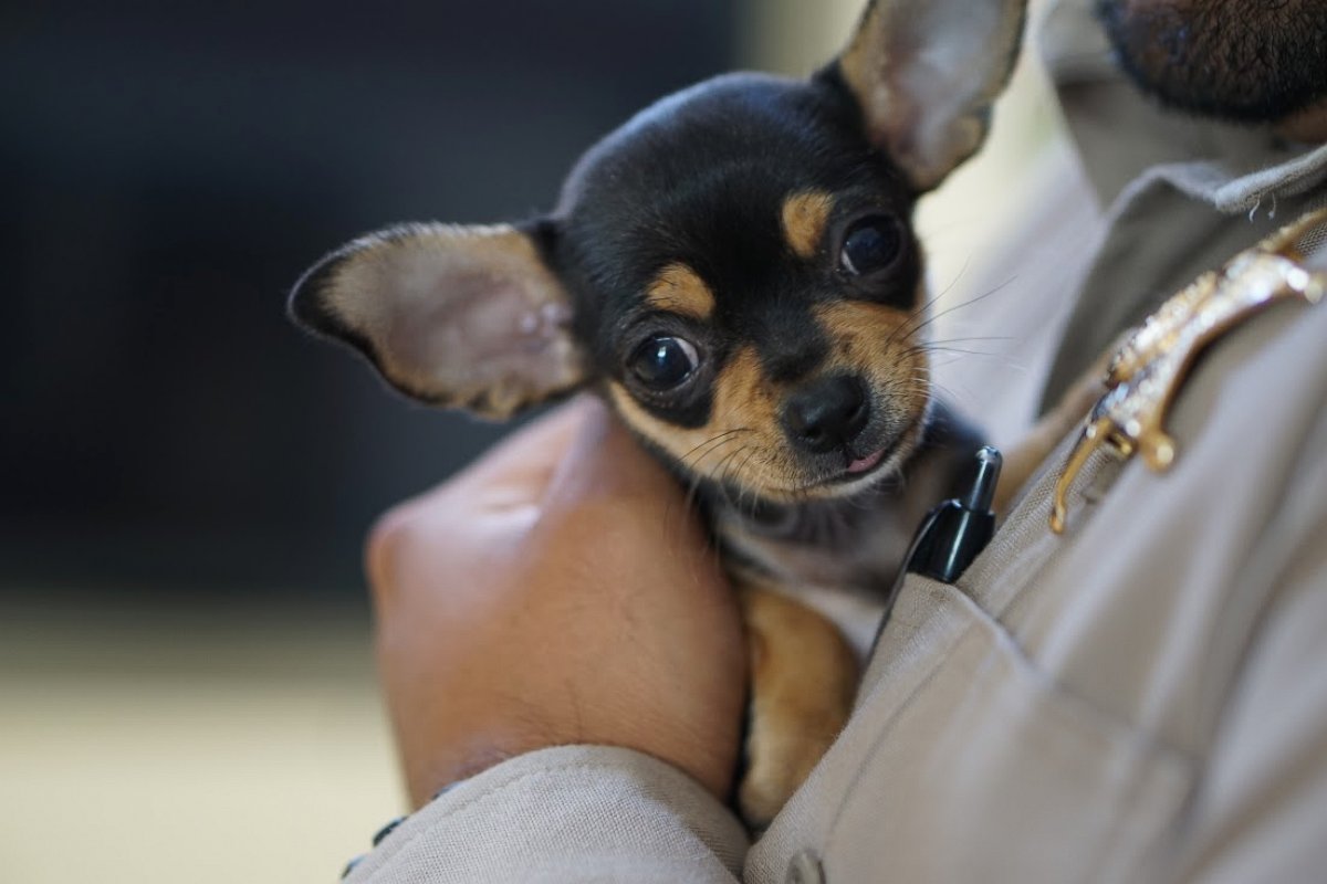 PHOTO: Pierre the chihuahua was found by a good Samaritan on July 19, 2015.