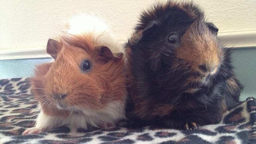 PHOTO: Estella the guinea pig is pictured here with her "guinea pig husband" Pip at Harvest Home Animal Sanctuary in Stockton, California. 