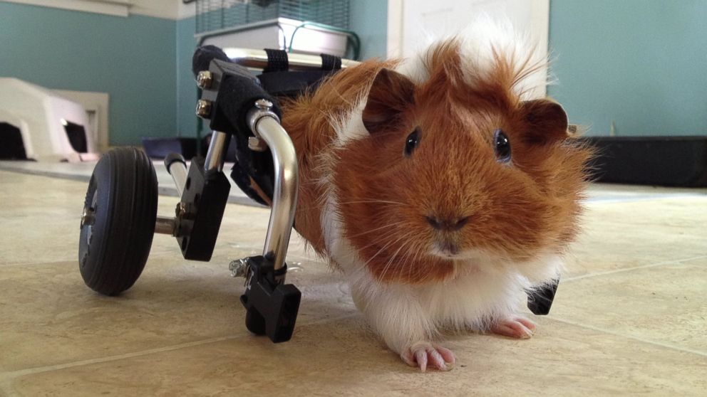 PHOTO: Estella the guinea pig is pictured here with a custom wheelchair at Harvest Home Animal Sanctuary in Stockton, California. 