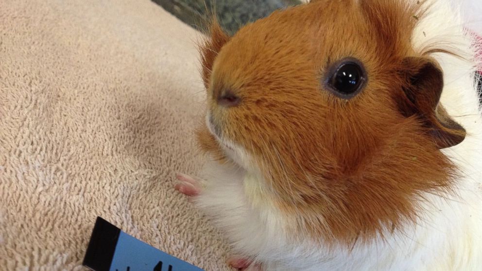 PHOTO: Estella the guinea pig is pictured here at Harvest Home Animal Sanctuary in Stockton, California. 