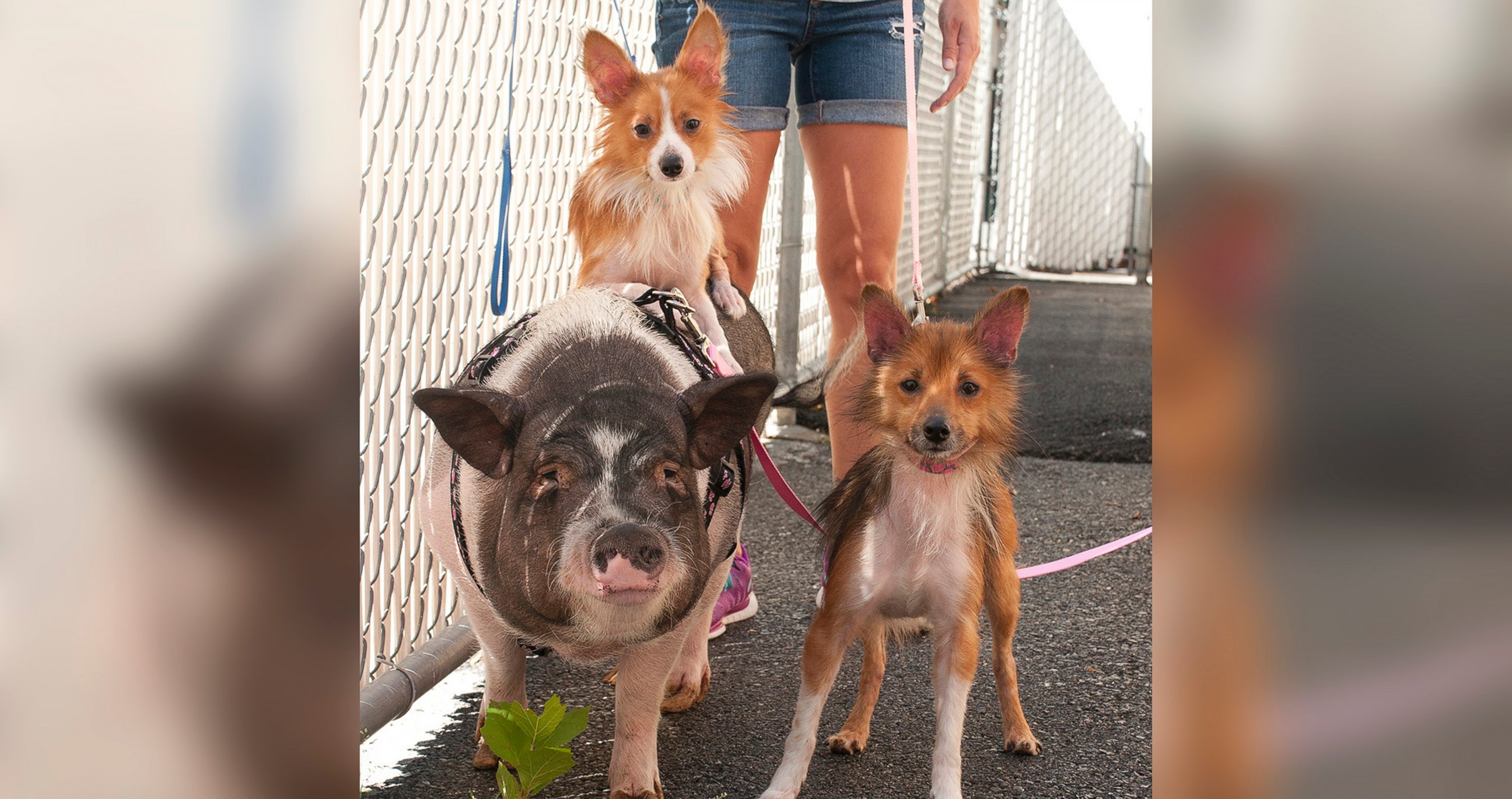 PHOTO: Pattie Pig and her canine best friends Pickles and Paprika are pictured in an undated handout photo.