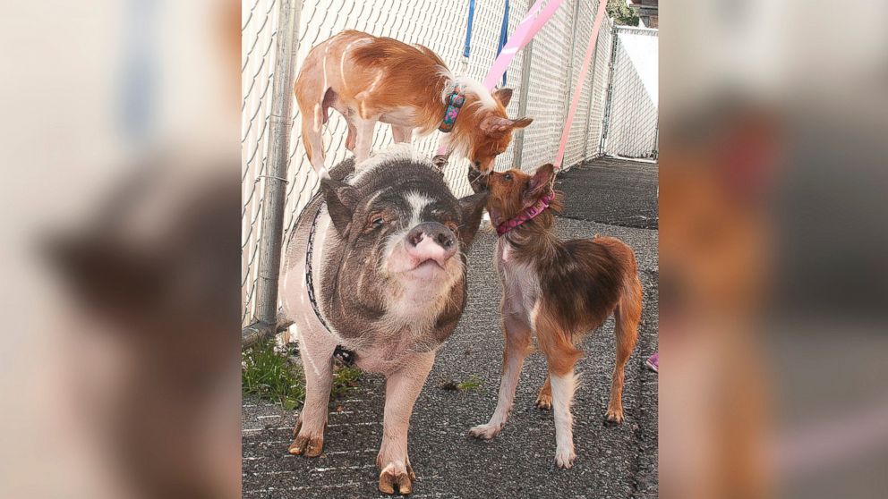 Pattie Pig and her canine best friends Pickles and Paprika are pictured in an undated handout photo.
