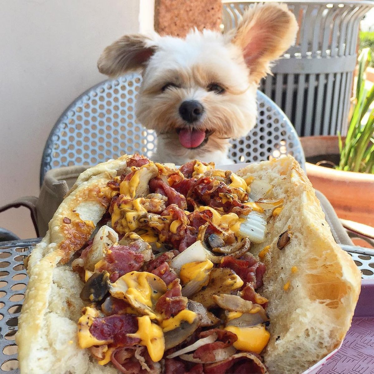 PHOTO: Popeye the Foodie Dog Loves Way More Than Just Spinach