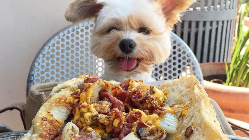 PHOTO: Popeye the Foodie Dog Loves Way More Than Just Spinach