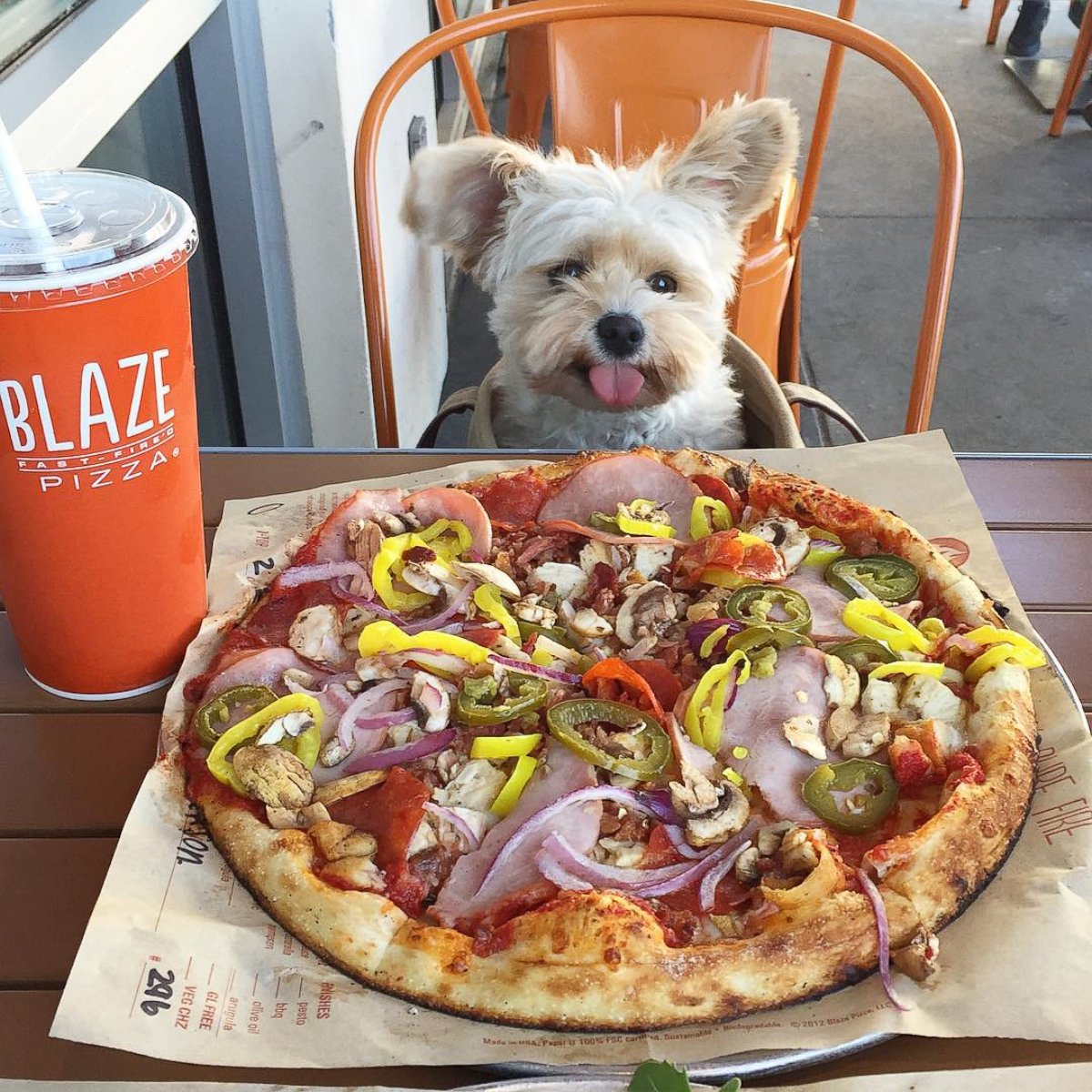 PHOTO: Popeye the Foodie Dog Loves Way More Than Just Spinach