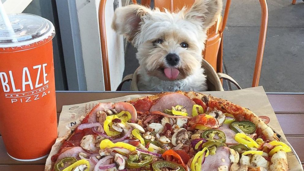 PHOTO: Popeye the Foodie Dog Loves Way More Than Just Spinach