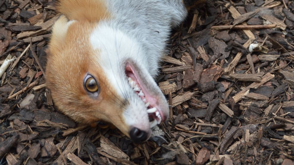 PHOTO: The National Fox Welfare Society said Pudding is too friendly to be released back into the wild.