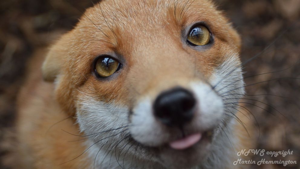 The National Fox Welfare Society said Pudding is too friendly to be released back into the wild.  