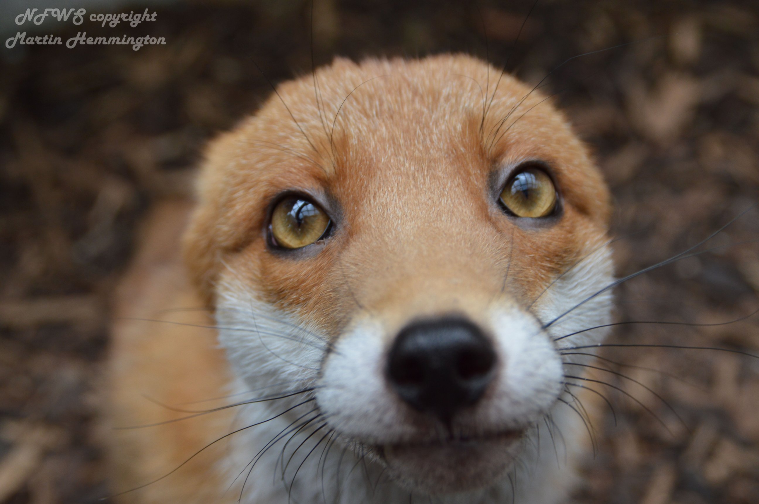 PHOTO: The National Fox Welfare Society said Pudding is too friendly to be released back into the wild.  