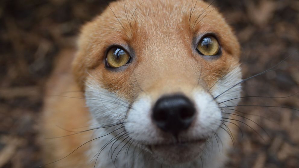 PHOTO: The National Fox Welfare Society said Pudding is too friendly to be released back into the wild.  