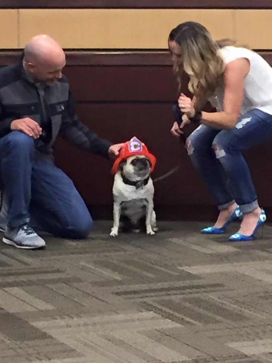 PHOTO: The mayor of Meridian, Idaho, awarded 11-year-old pug Jaxson with the City of Meridian's Hometown Hero Award, Oct. 4, 2016. 