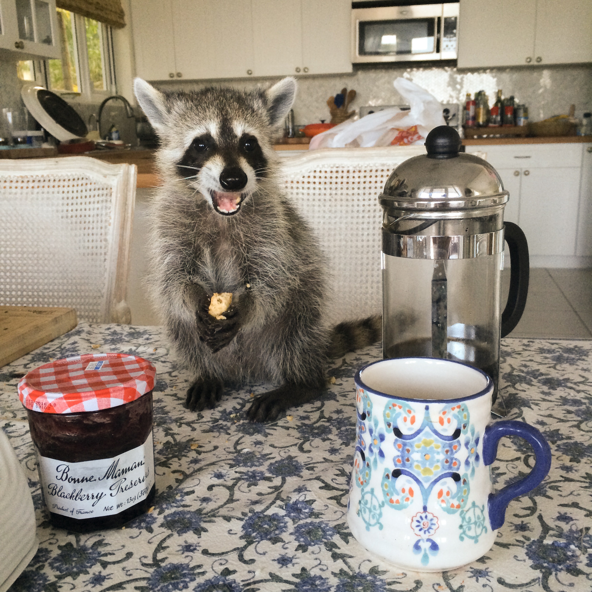 PHOTO: Pumpkin the Racoon lives in the Bahamas and thinks she's one of her owner's dogs.