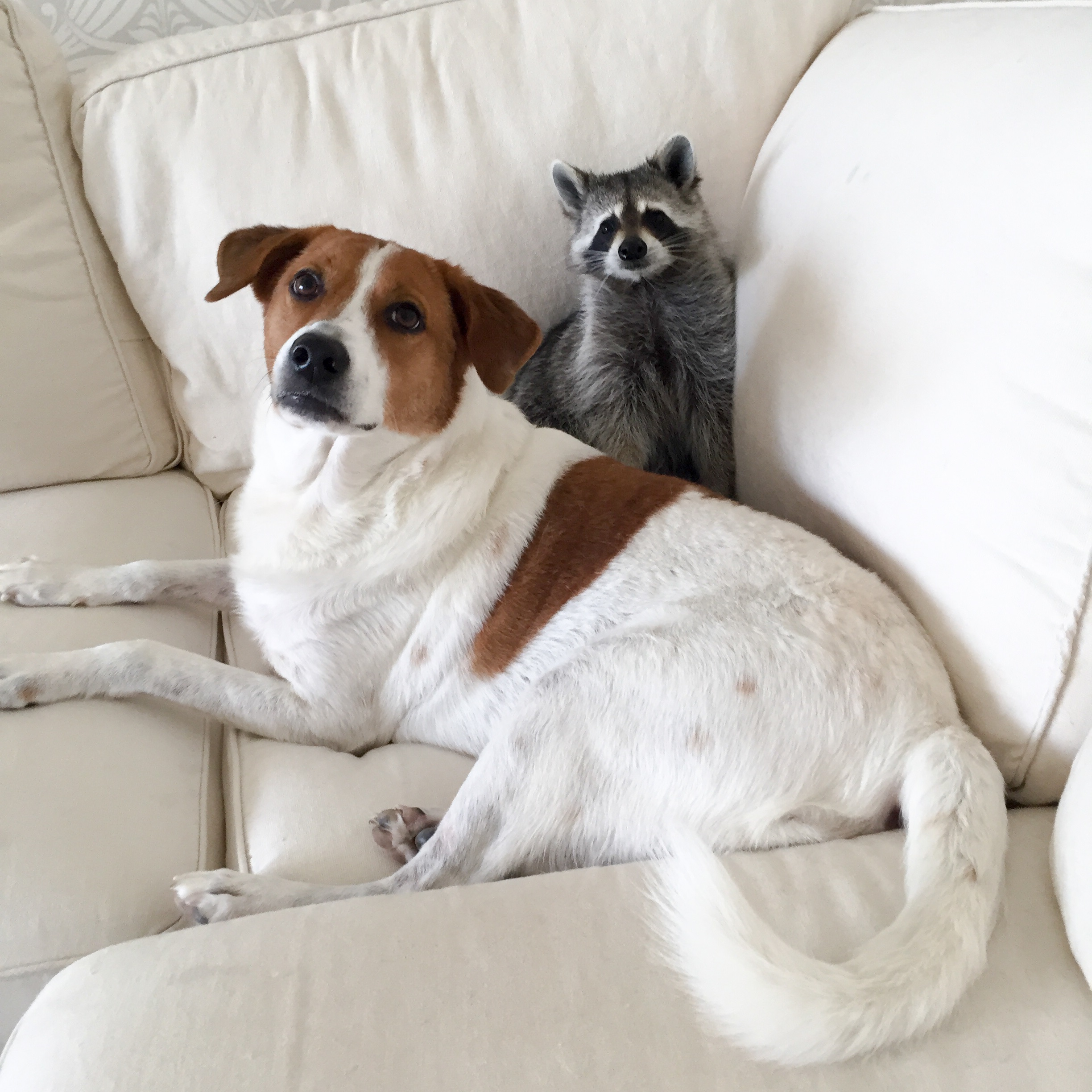 PHOTO: Pumpkin the Racoon lives in the Bahamas and thinks she's one of her owner's dogs.