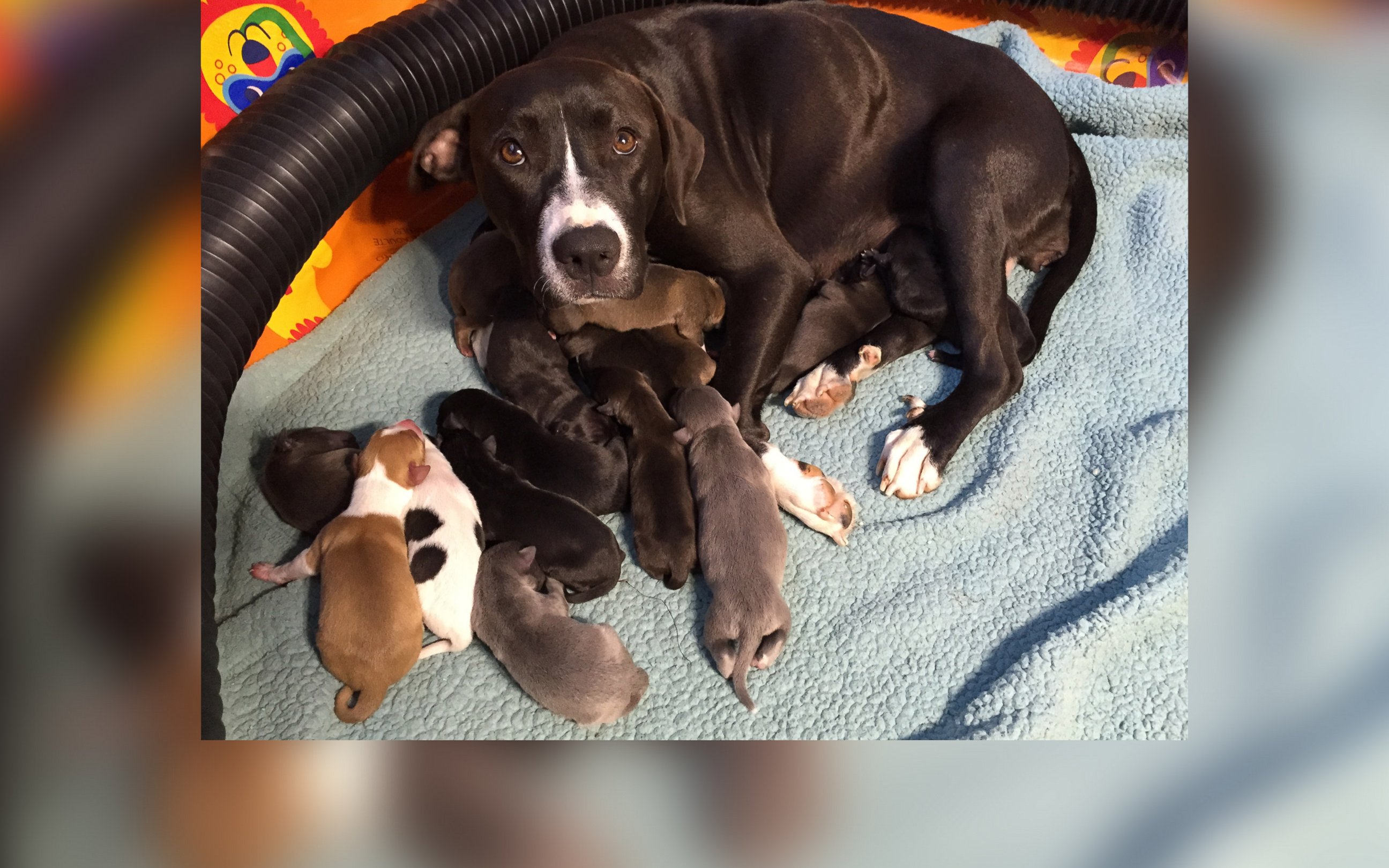 PHOTO: Maggie, an 8-month-old pointer-mix, gave birth to 16 puppies in the home of an employee of the SPCA Suncoast animal shelter in New Port Richey, Florida, on May 8, Mother's Day. 