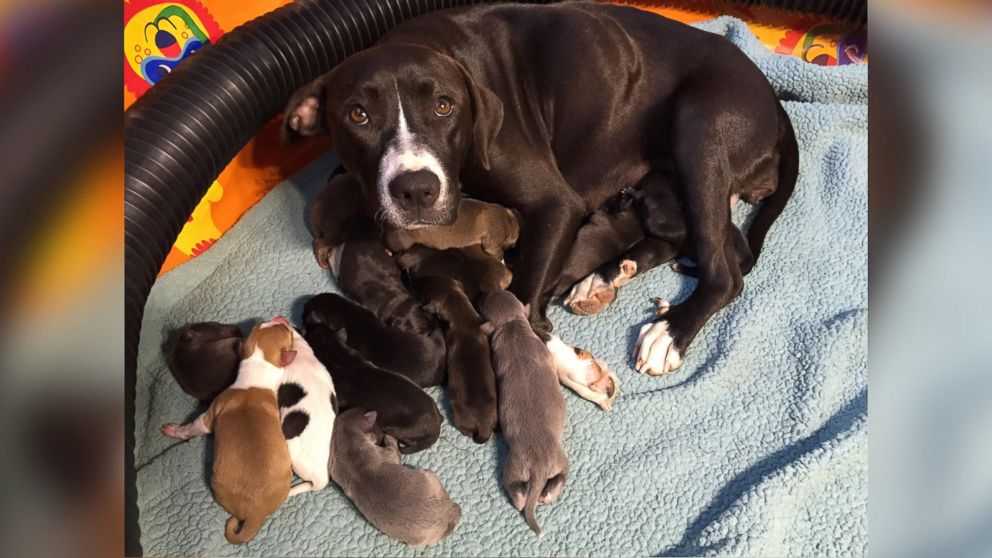 PHOTO: Maggie, an 8-month-old pointer-mix, gave birth to 16 puppies in the home of an employee of the SPCA Suncoast animal shelter in New Port Richey, Florida, on May 8, Mother's Day. 