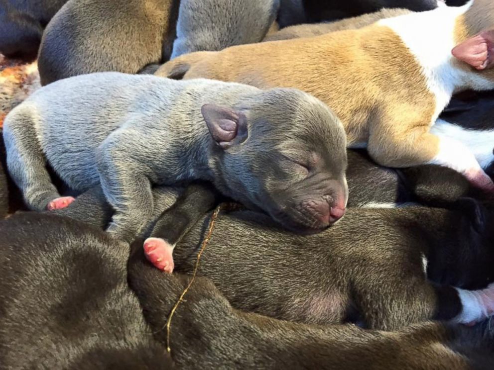 PHOTO: All 16 puppies and Maggie will be available for adoption after 8 weeks. 