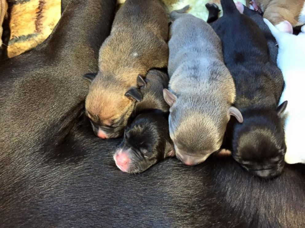 PHOTO: There were 10 puppy boys and six puppy girls that were born after midnight. 
