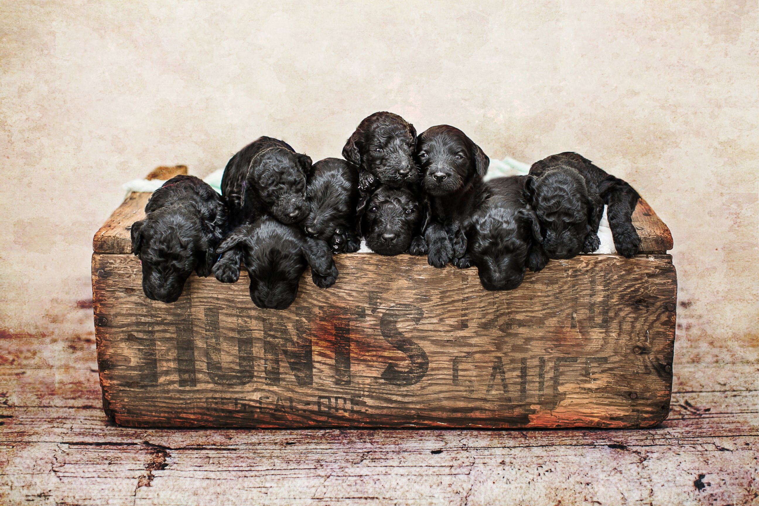 PHOTO: A mom gave birth to her son the same day her dog gave birth to a litter of nine puppies. Photographer Teresa Raczynski captured the ten of them when they were just one week old.