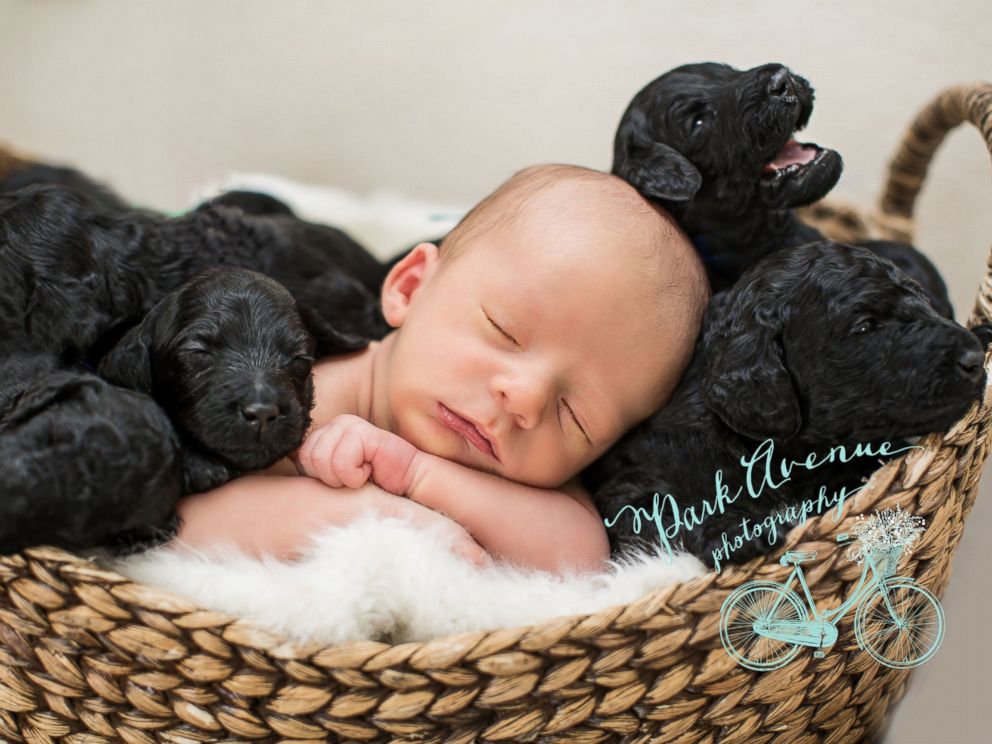 See a Newborn Baby Surrounded by Newborn Puppies - ABC News