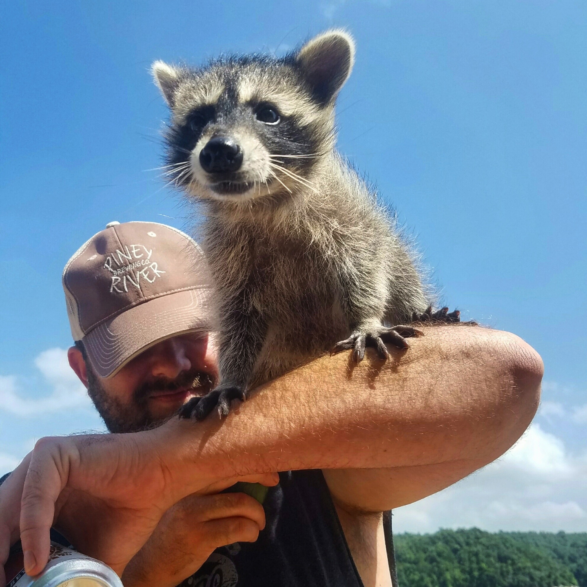 PHOTO: Brittany Cusanek, 29, and Jeremey Brown, 37, have taken in a raccoon they found in the walls of their Fayetteville, Arkansas, home.