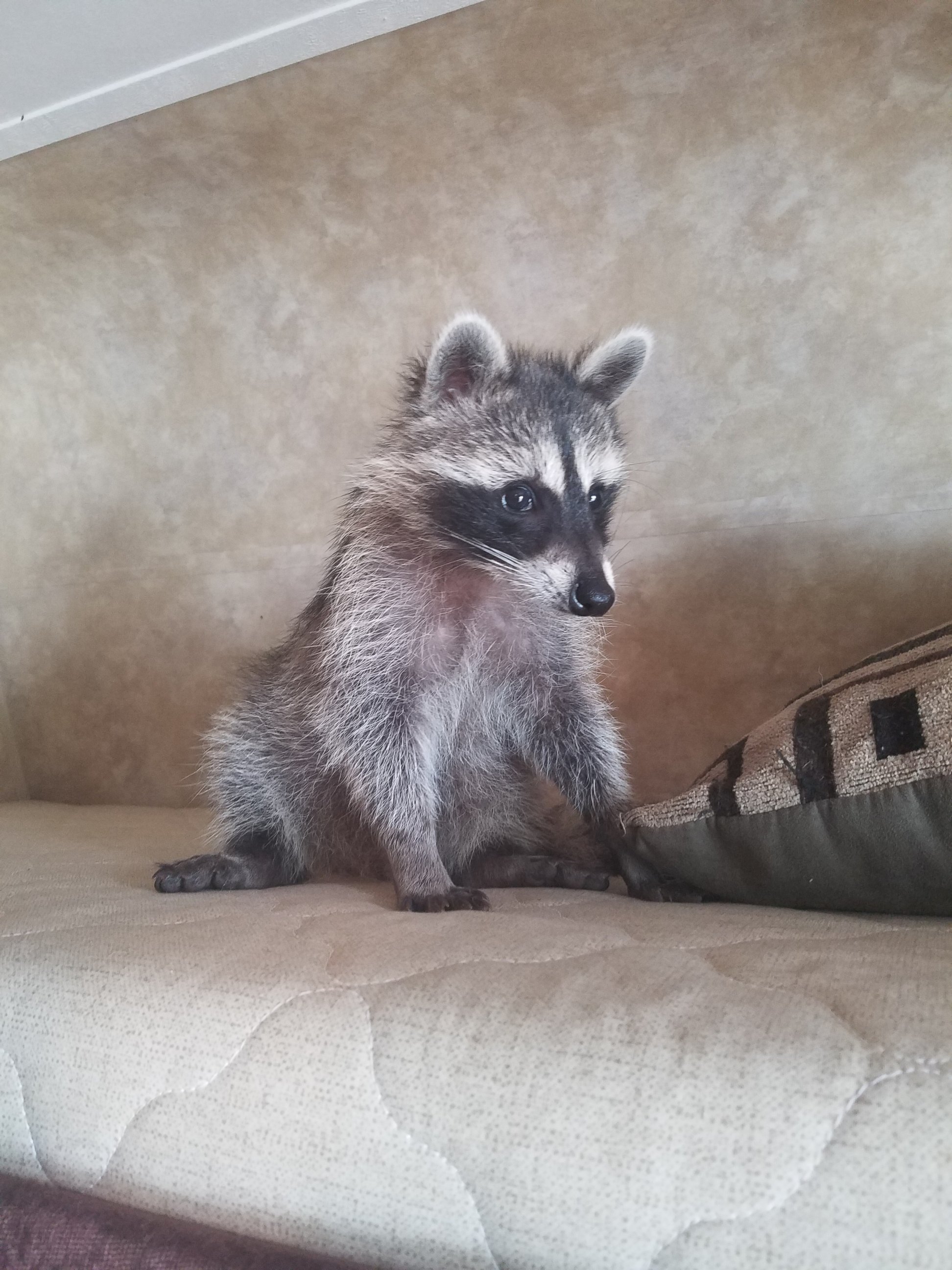 PHOTO: Brittany Cusanek, 29, and Jeremey Brown, 37, have taken in a raccoon they found in the walls of their Fayetteville, Arkansas, home.
