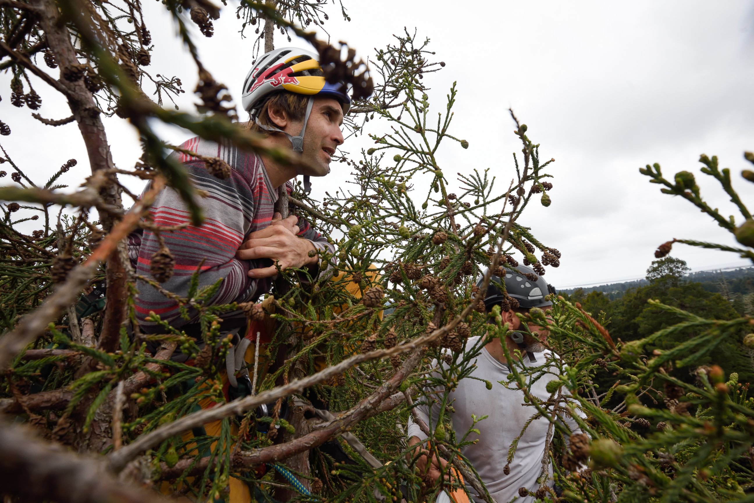 PHOTO: After multiple attempts, Chris Sharma made into the canopy of a Redwood.