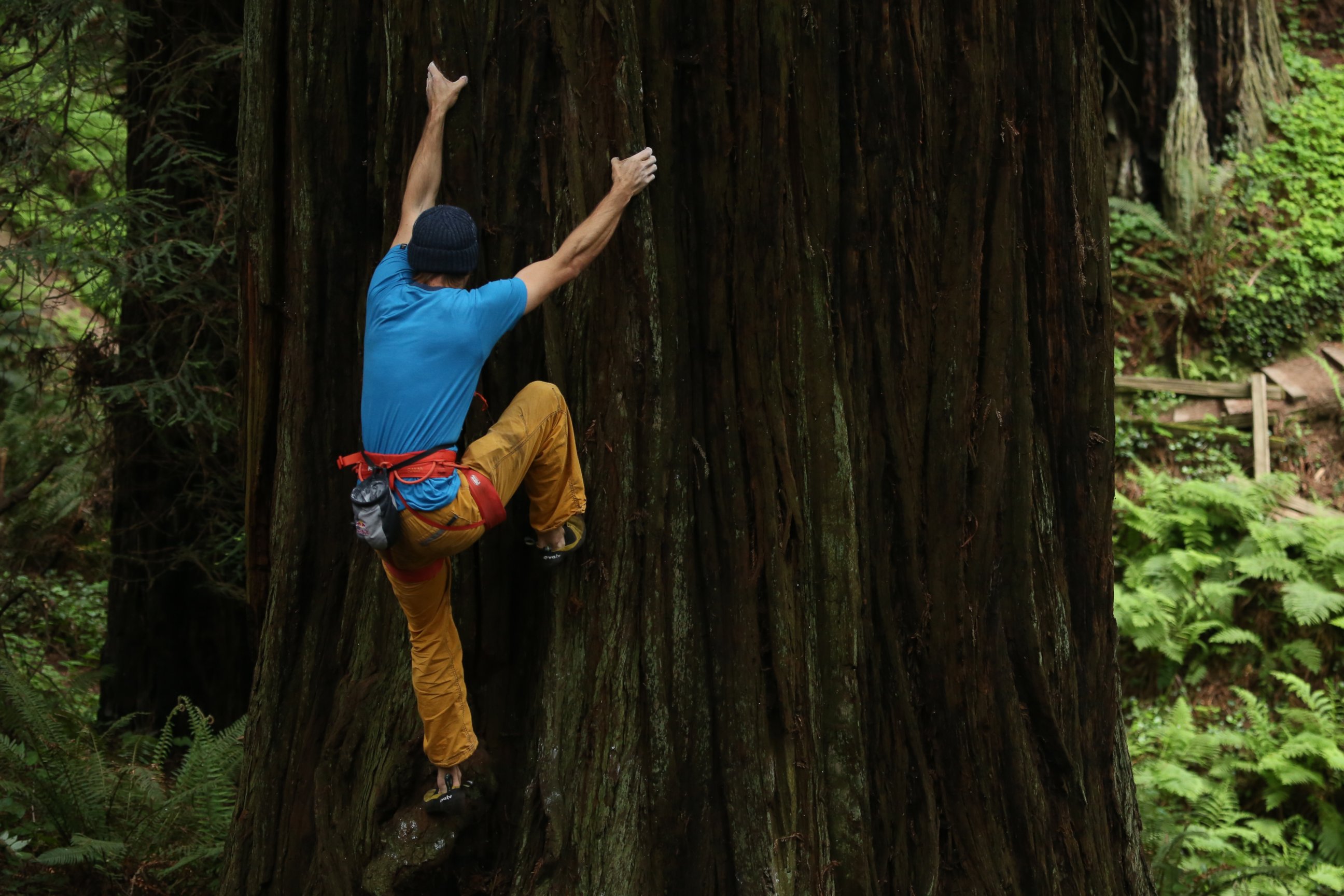 PHOTO: The tree Chris Sharma attempted was 252 feet tall and almost 26 feet around.