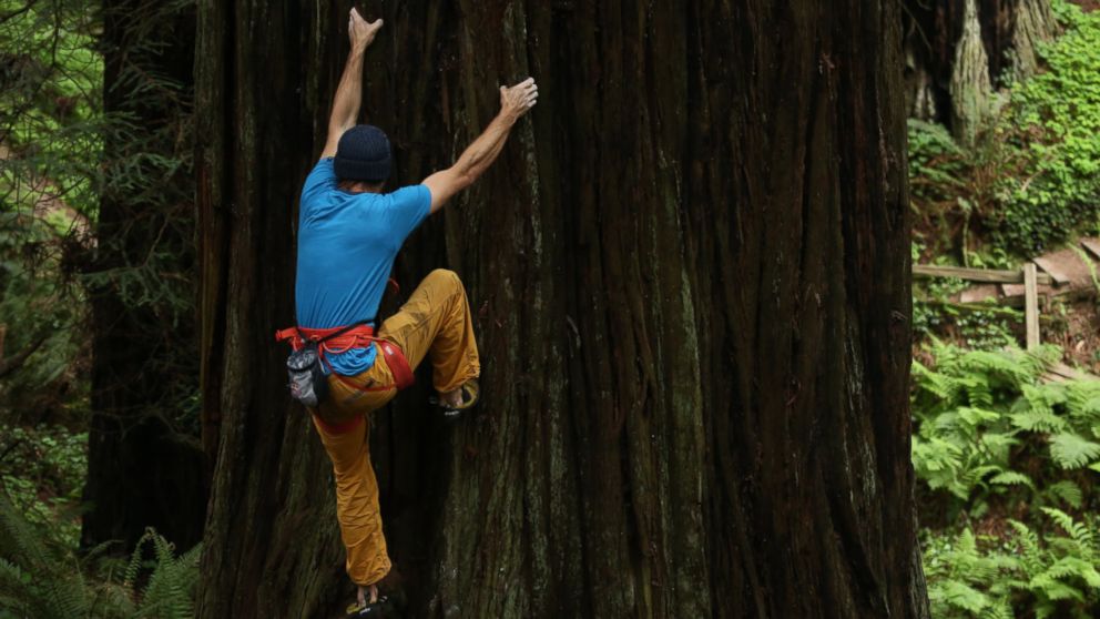 PHOTO: The tree Chris Sharma attempted was 252 feet tall and almost 26 feet around.