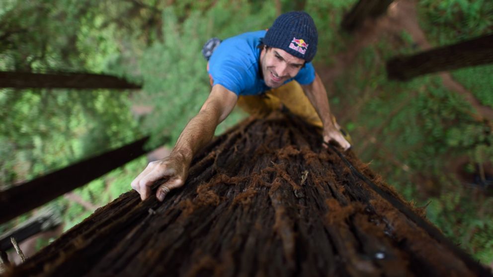 Why This Professional Rock Climber Free-Climbed a Giant Redwood Tree - ABC  News