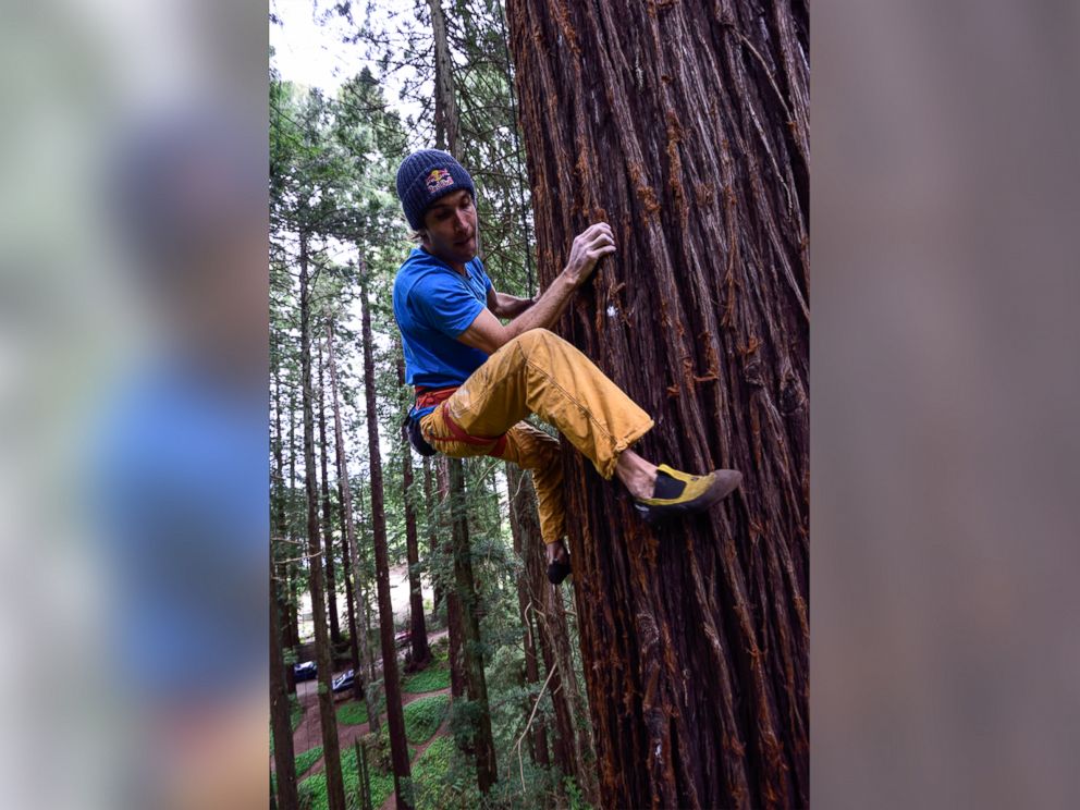 PHOTO: Chris Sharma used special climbing shoes he designed himself so not to damage the endangered Redwoods.
