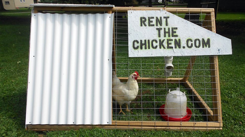 PHOTO: An Indiana couple have launched a new business allowing people to rent chickens before deciding whether to invest in raising them at home, at rentthechicken.com . 
