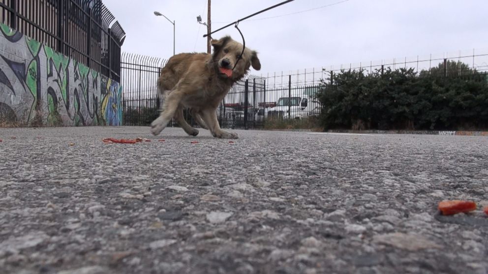 PHOTO: Hagar and Arturo said they are searching for a home for Clarabelle.