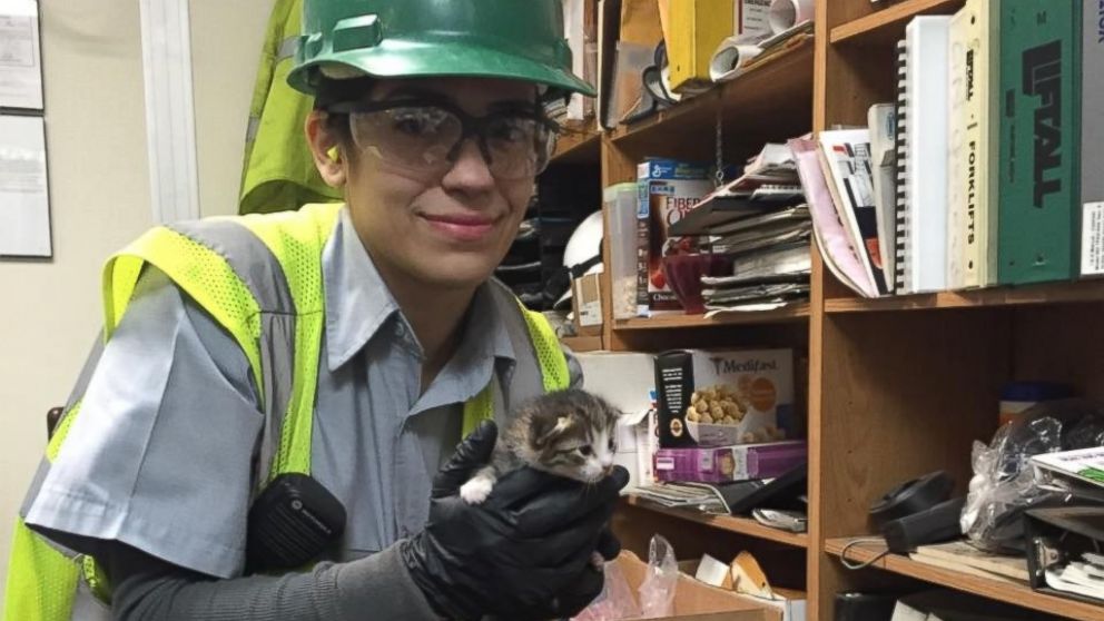 PHOTO: A kitten was rescued at a recycling facility in Galt, Calif. on Dec.15, 2015 and adopted by an employee.