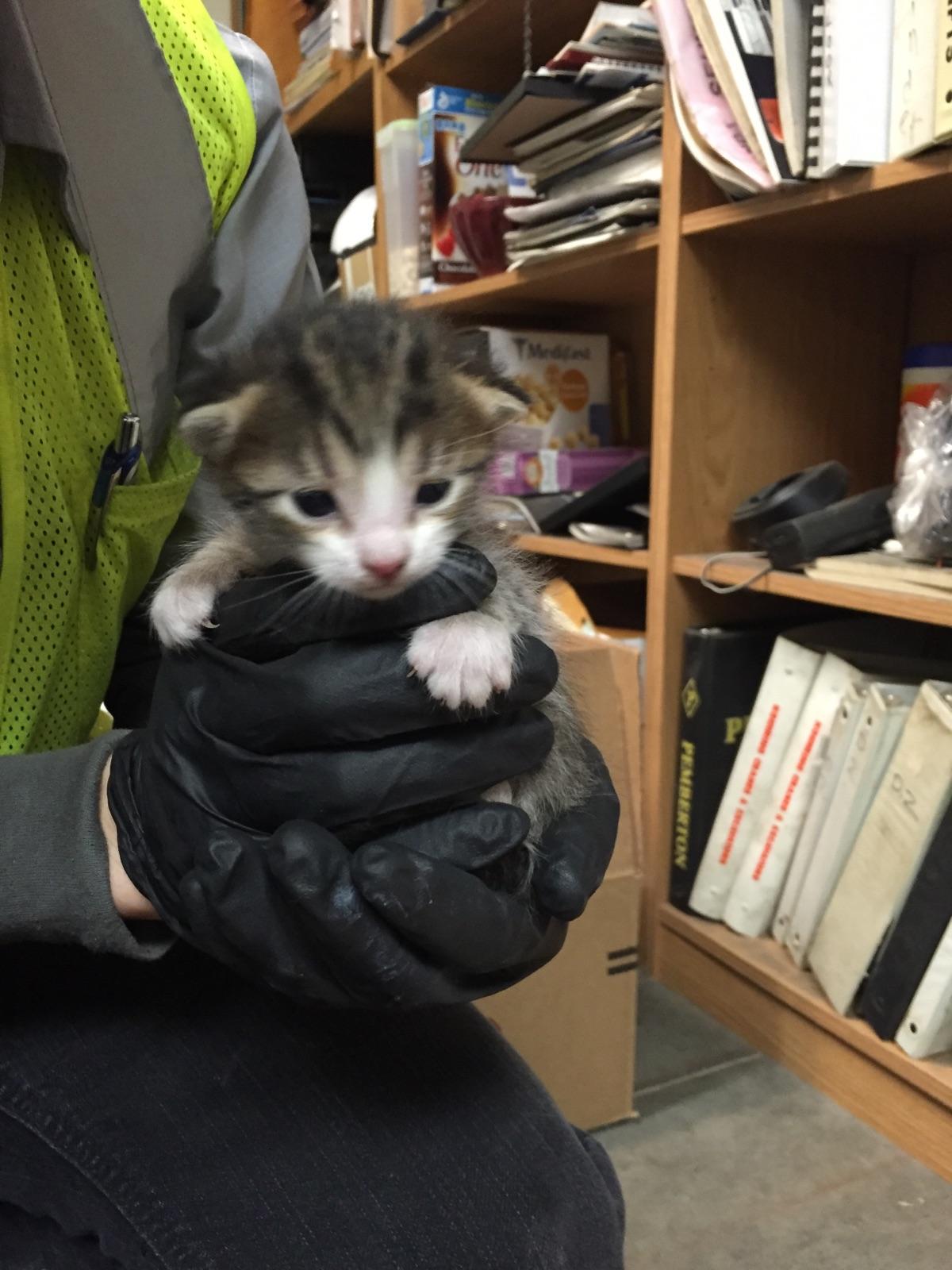 PHOTO: A kitten was rescued at a recycling facility in Galt, Calif. on Dec.15, 2015 and adopted by an employee.