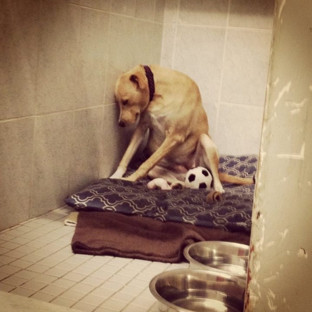 PHOTO: After a Facebook photo of "The Saddest Dog in the World" went viral, Lana the dog was placed in a temporary foster home and received over 2,000 adoption applications.