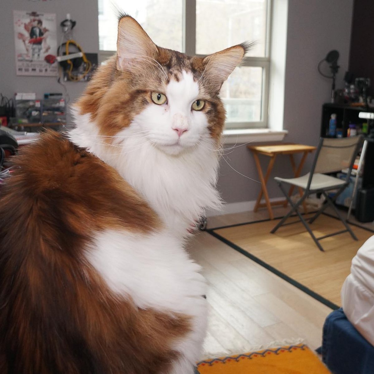 PHOTO: 28-Pound New York City Cat Rivals Bobcat in Size