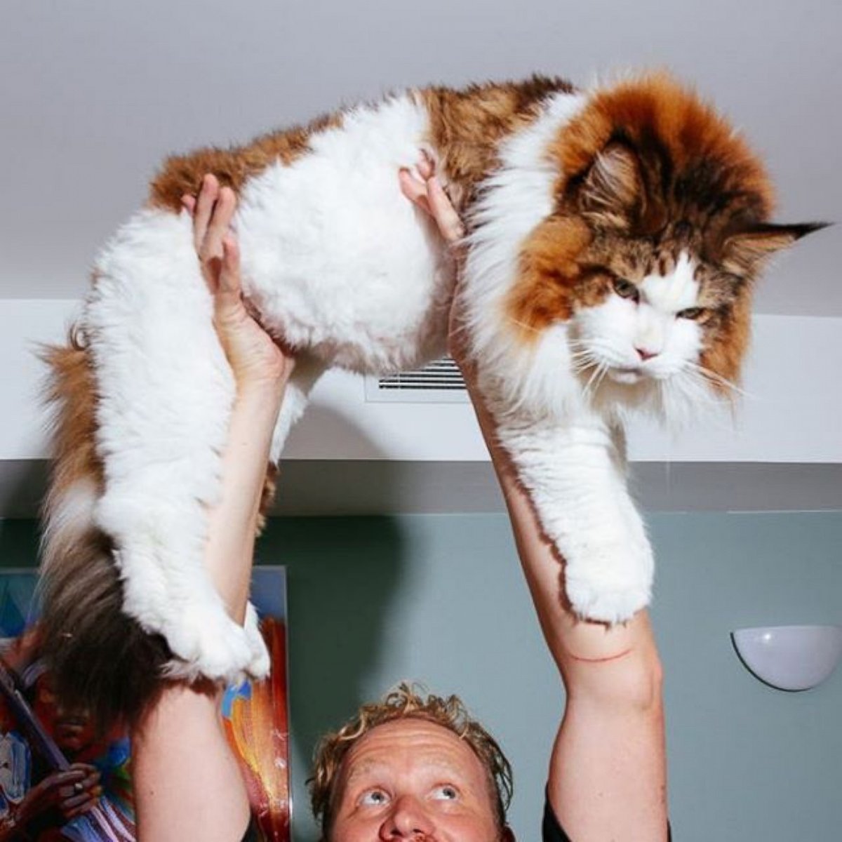 PHOTO: 28-Pound New York City Cat Rivals Bobcat in Size