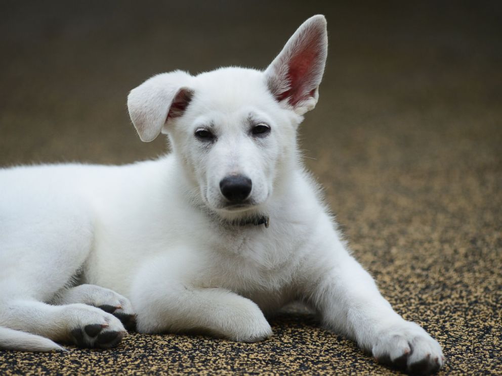 PHOTO: Lt. Dan, a German shepherd puppy, was born without one of his front paws.