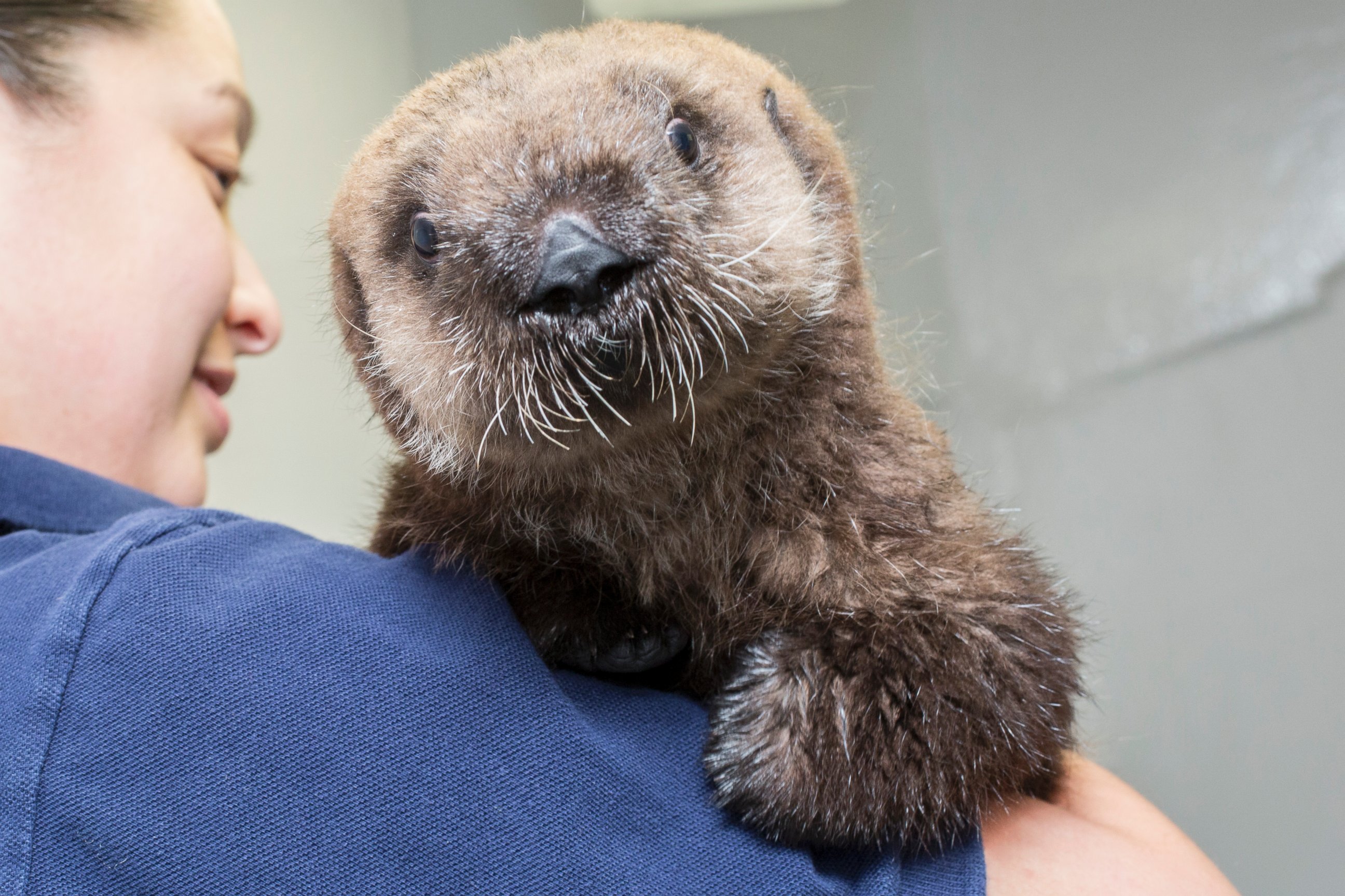 PHOTO: The orphaned sea otter pup at Chicago's Shedd Aquarium officially has a name: Luna, derived from California's Half Moon Bay, near the beach where she was rescued.