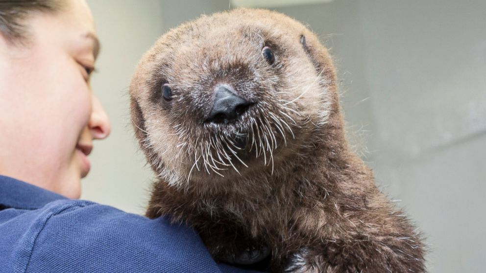 Meet Luna Rescued Sea Otter Pup Receives Her Official Name Abc News