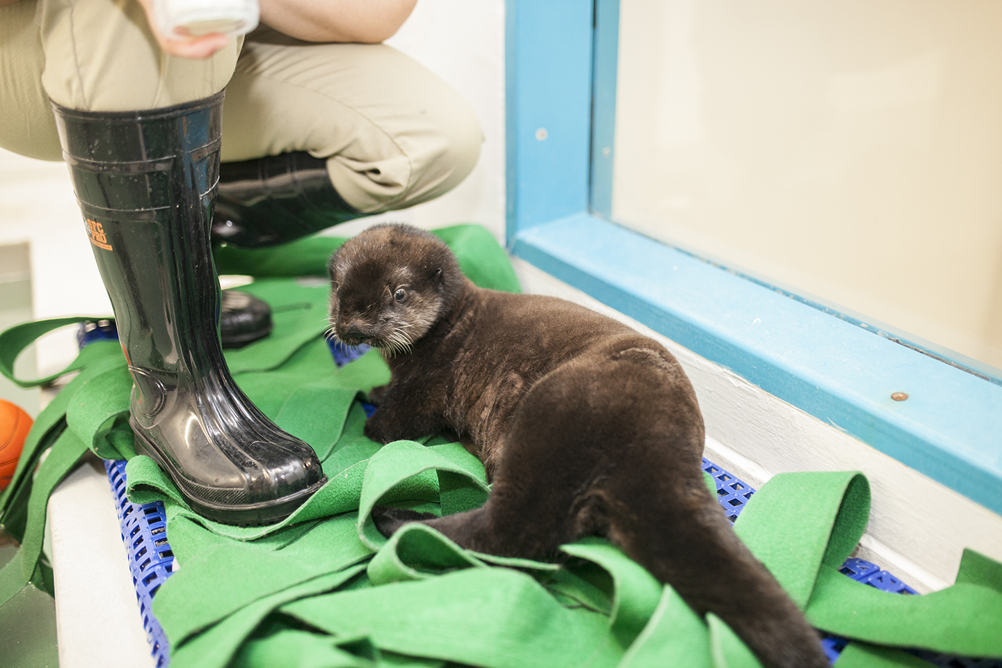 PHOTO: The orphaned sea otter pup at Chicago's Shedd Aquarium officially has a name: Luna, derived from California's Half Moon Bay, near the beach where she was rescued.