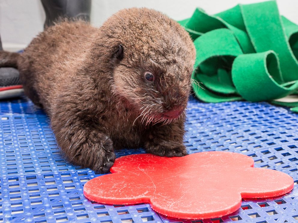 Meet Luna Rescued Sea Otter Pup Receives Her Official Name Abc News