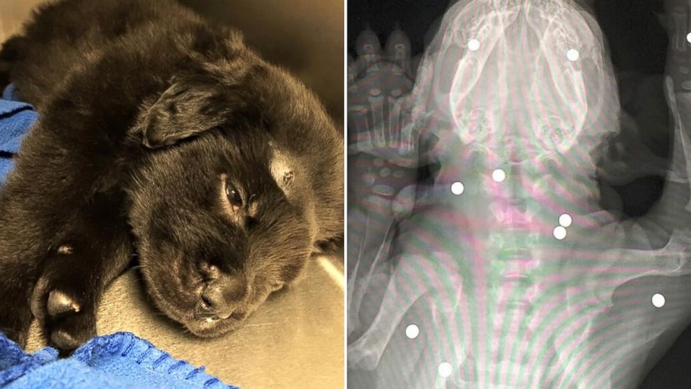 6WeekOld Puppy Shot With 18 BB Gun Pellets Now Making 'Miraculous